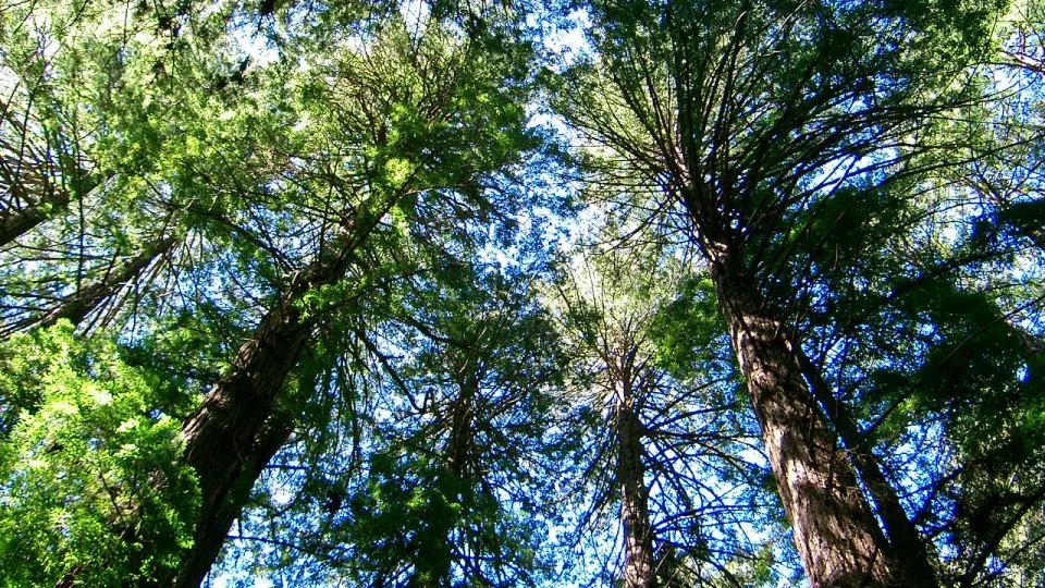 High trees, photo